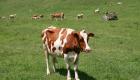 Интересные факты о коровах и быках